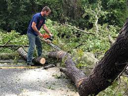  Horse Cave, KY Tree Removal Pros