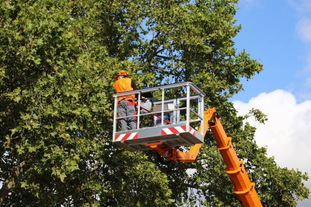 How Our Tree Care Process Works  in  Horse Cave, KY