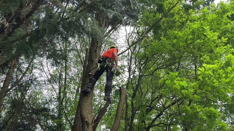 Best Tree Preservation Services  in Horse Cave, KY