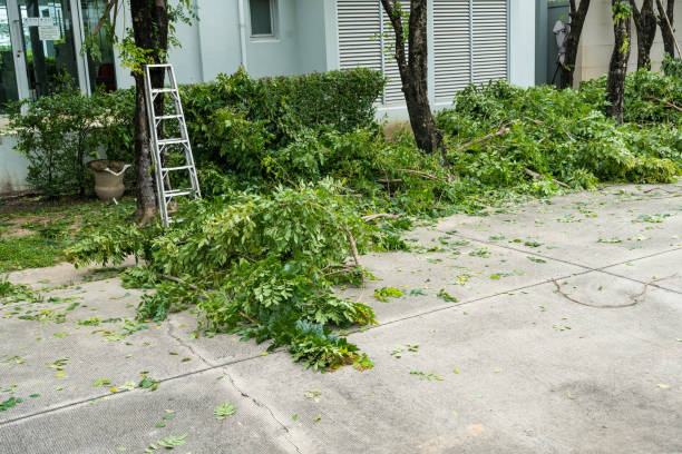 Best Emergency Tree Removal  in Horse Cave, KY