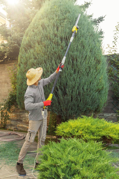 Best Palm Tree Trimming  in Horse Cave, KY