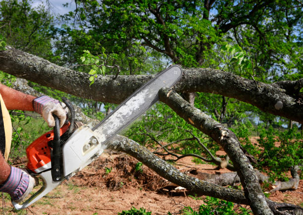 Lawn Pest Prevention in Horse Cave, KY